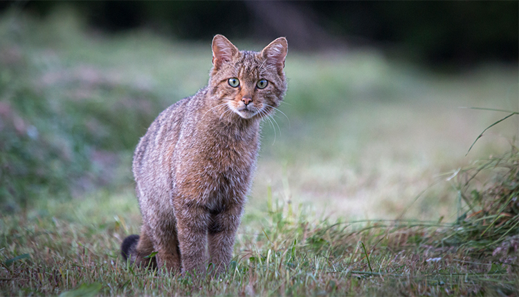 Chat forestier © Philippe Massit