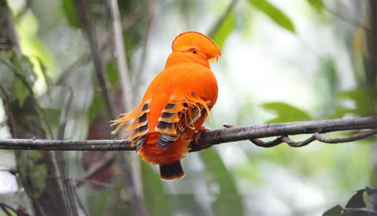 Coq-de-roche orange, Guyane © Raphael Gailhac