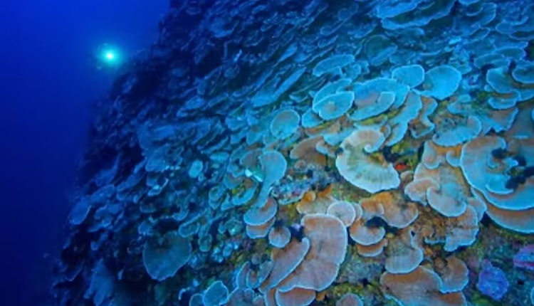 Grande couverture du corail à 90m de profondeur à Makatea, Tuamotu, Polynésie française qui montre des magnifiques récifs des coraux crépusculaires © Julien Leblond / UNDER THE POLE-Zeppelin Network
