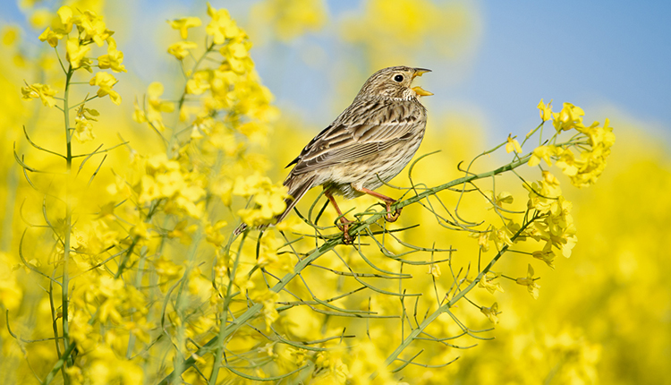 Bruant proyer Emberiza calandra © E. SANSAULT - ANEPE Caudalis