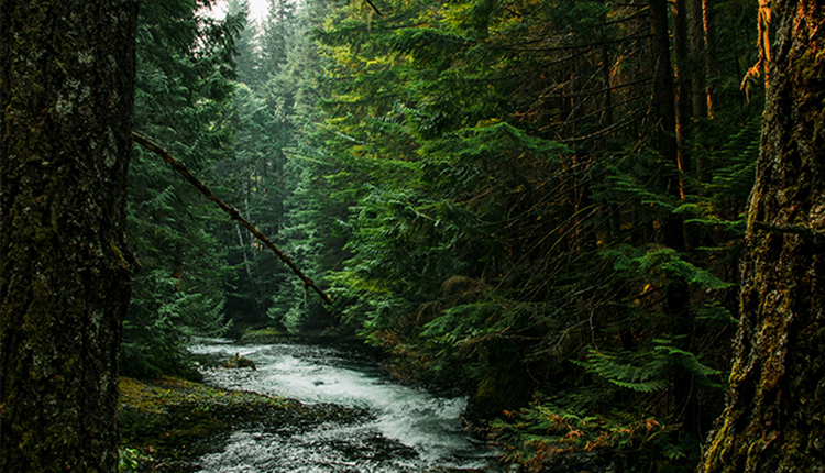 Rivière au milieu d'une forêt © FRB - DR