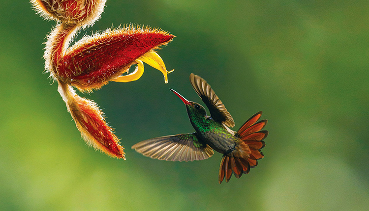 Colibri © Festival de l’oiseau et de la nature