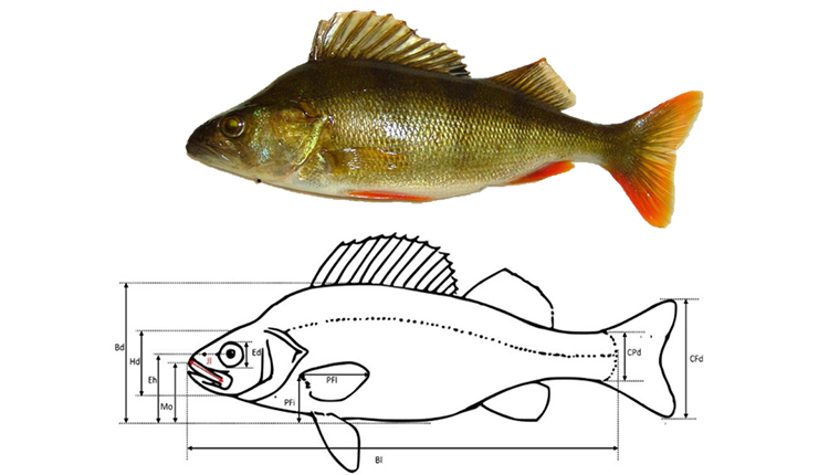Fishmorph : une base de données mondiale sur la diversité morphologique des poissons d’eau douce © DR