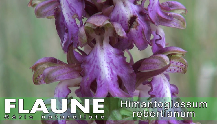 Flaune Saison 2, épisode 13 : Himantoglossum robertianum