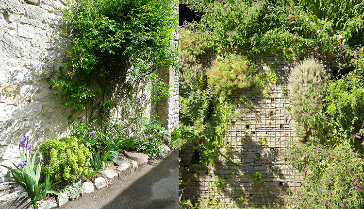 Plantes sur des murs © MURMURE - Plante & Cité - DR