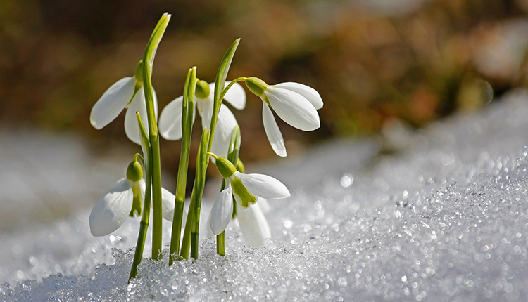 Perce-neige Galanthus nivalis © Sunflair / Pixabay