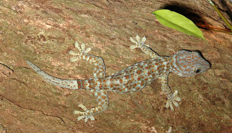 Gecko tokay Gekko gecko © D. Massemin