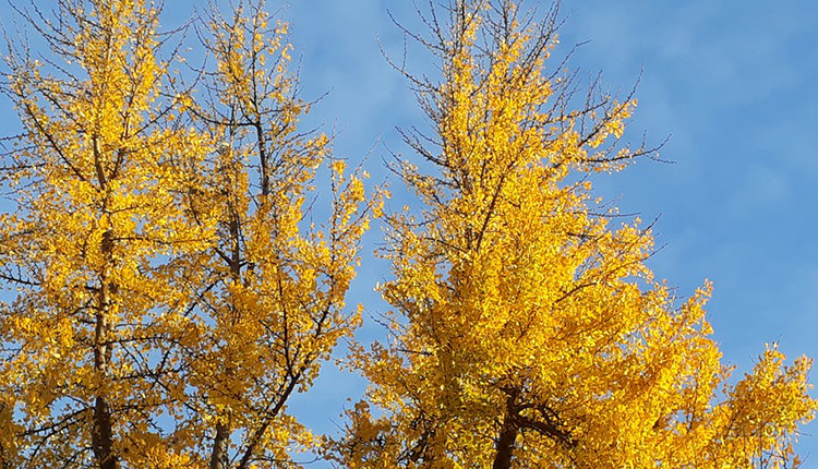 Ginkgo biloba © Serge Muller/MNHN, CC BY-NC-ND