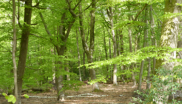 Gros Fouteau - Hauteurs De La Solle © P. Rouveyrol