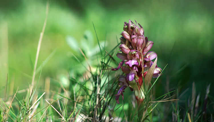 Orchis de Robert Himantoglossum robertianum © Chloé Duque