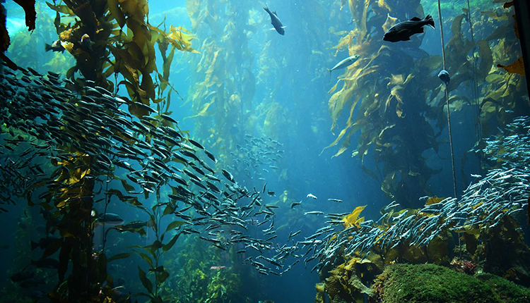 Forêt de kelp et poissons © IMPAC5 - DR