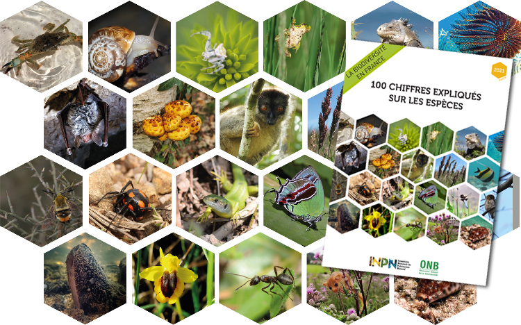 La Biodiversité en France 00 chiffres expliqués sur les espèces 2021 © INPN