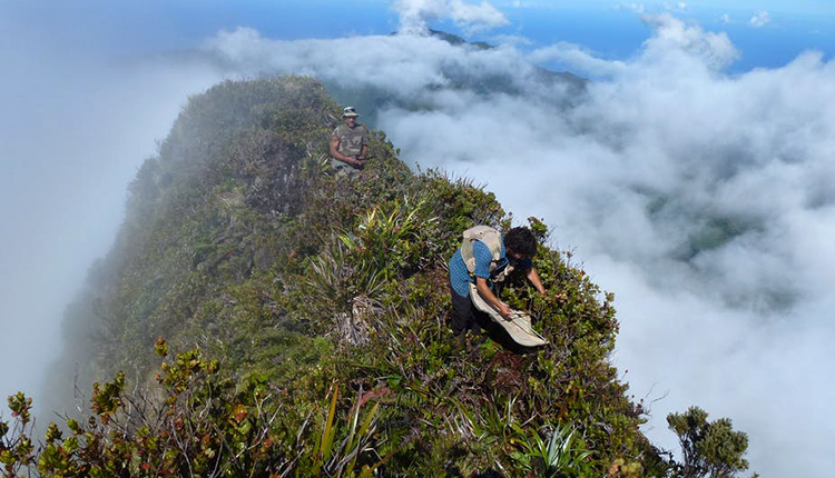 Mission scientifique au sommet du mont Orohena à Tahiti © Jean-Yves Meyer / Université de la Polynésie Française