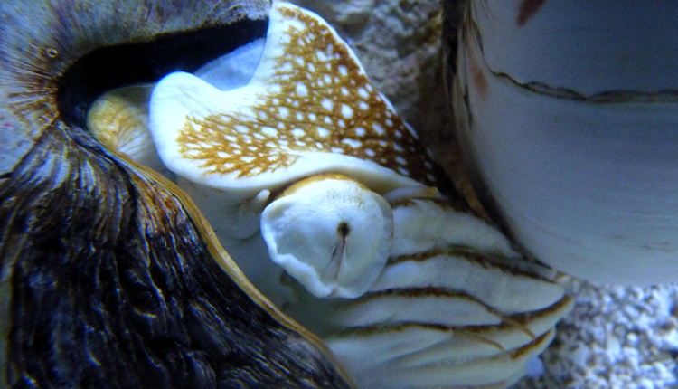 Nautilus macromphalus © B. Guichard