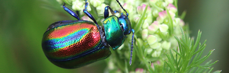 Oreina speciosa lugdunensis © Hervé Bouyon - Tous droits réservés