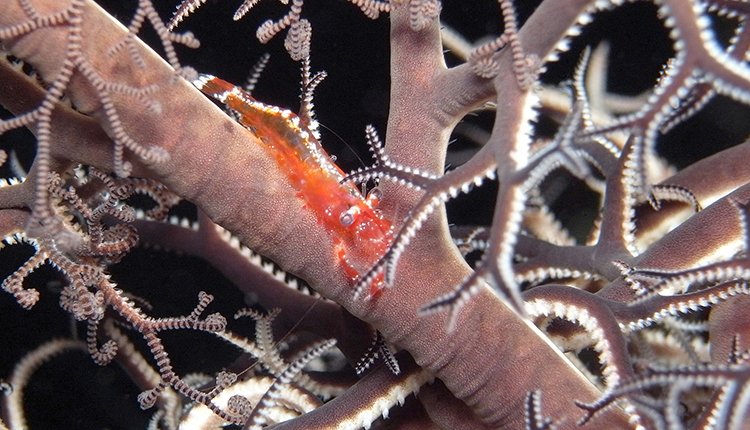 La crevette Periclimenes perryae sur une comatule © Y. Buskel