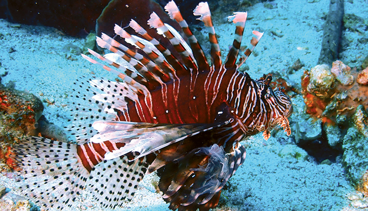 Poisson-lion Pterois volitans © B. Guichard / Office français de la biodiversité