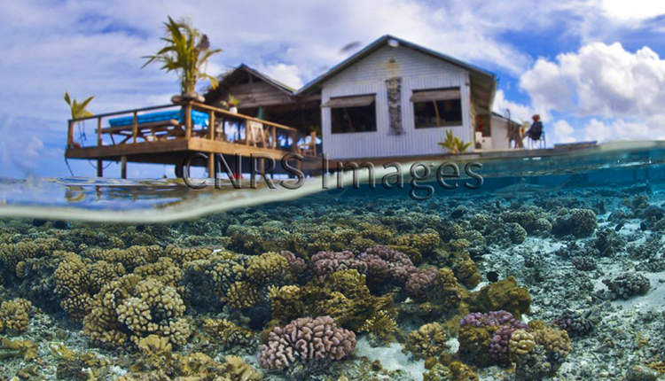 Récifs coralliens dans le lagon de Tetamanu, atoll de Fakarava, archipel des Tuamotu, Polynésie française © Thomas Vignaud / CNRS Photothèque