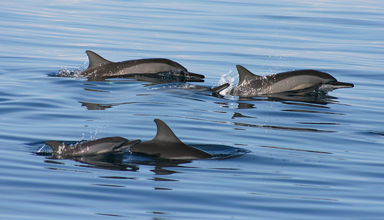 Dauphin à long bec Stenella longirostris © Claire Pusineri / ONCFS