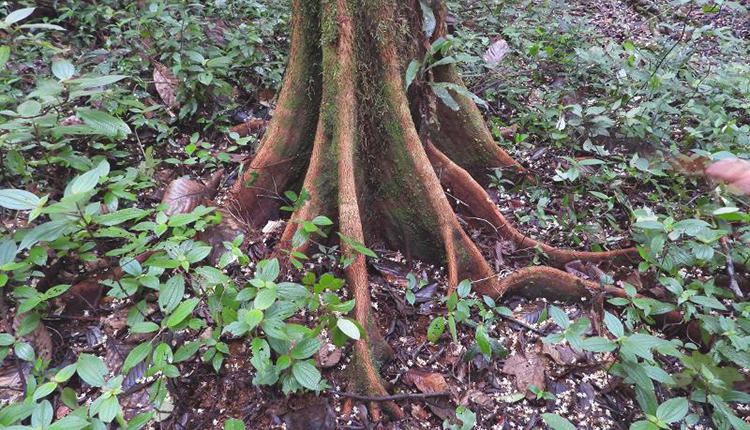 Styrax pallidus © Sébastien Sant / Parc amazonien de Guyane