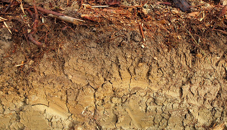 Profil de sol forestier obtenu par le décaissement © Francois Goglins / Wikimedia - CC BY-SA 4.0