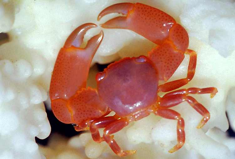 Crabe Trapezia punctimanus © Joseph Poupin
