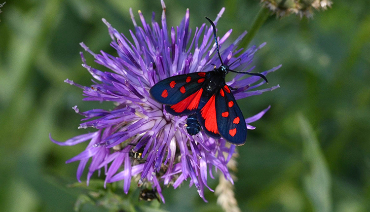 Zygène transalpine Zygaena transalpina © J. Touroult