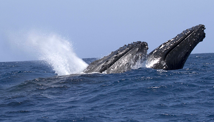 Un couple de baleines à bosse (Megaptera novoeangliae) en plein saut © Yannick Stephan / Mayotte Découverte