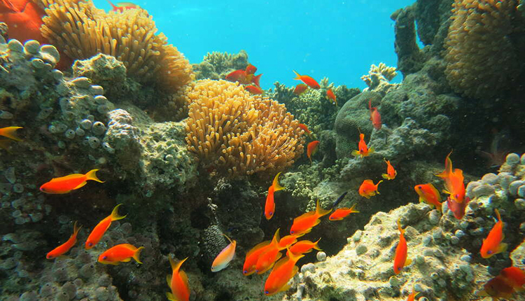 10 % des récifs coralliens sont situés dans les outre-mer français © Julie Molinier