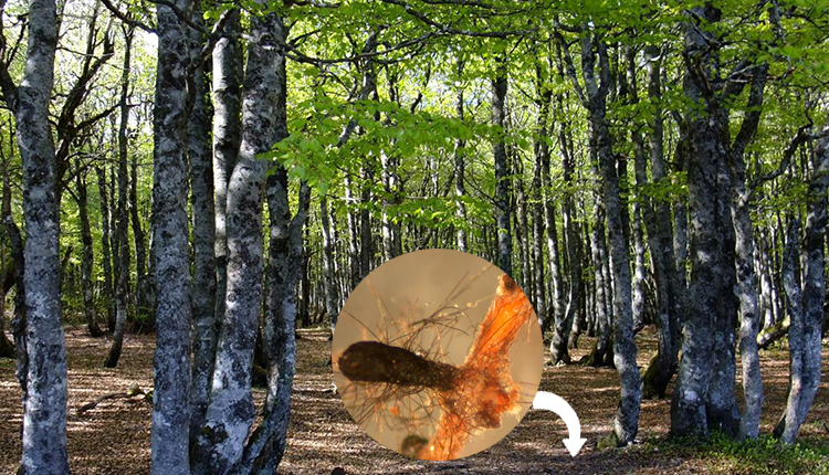 Fagus sylvatica L. / Forêt de Hêtres, arbre associé à des champignons © Y. Martin - Champignon mycorhizien associé aux racines d’un Hêtre Cenococcum geophilum © J.-L. Jany