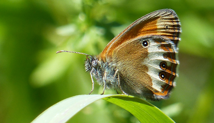 Céphale Coenonympha arcania ©  A. Lacoeuilhe