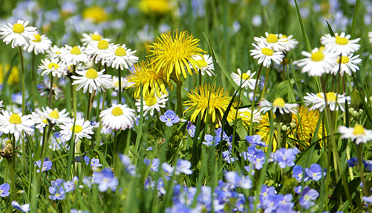 Fleurs des champs © Pixabay