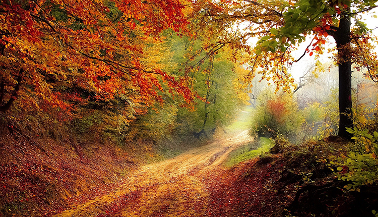 Forêt en automne © Pixabay CC0