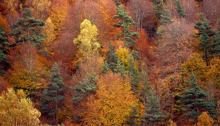 Forêt en plumage d'automne © Thomas Gendre / OFB