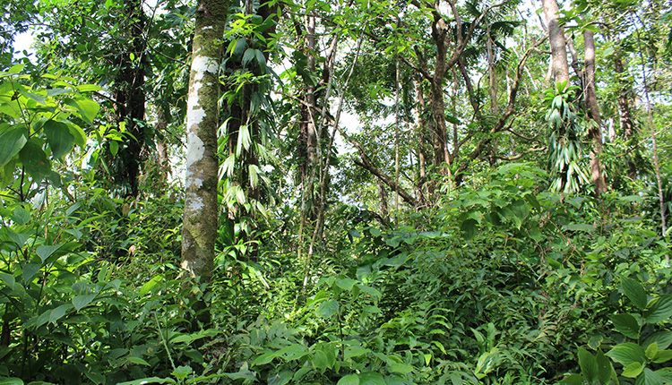 Forêt tropicale en Guadeloupe © Auriane Duminy / Office français de la biodiversité