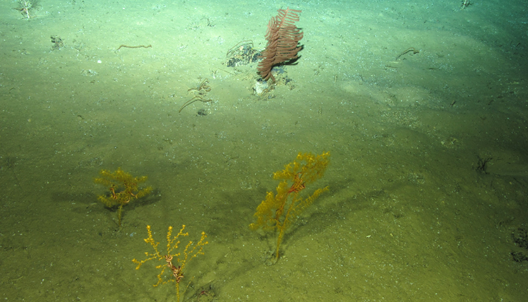 Gorgones et coraux noirs à 1960 m de profondeur dans le mont sous-marin Ormonde, documentés pendant l'expédition MEDWAVES (projet Atlas) © MEDWAVES/IEO/ATLAS project