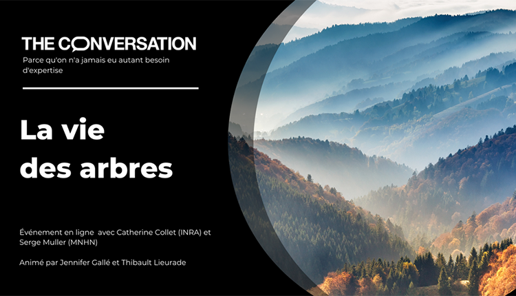 La vie des arbres The Conversation