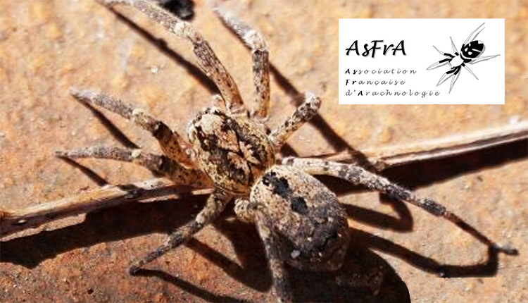 Araignée Nosferatu Zoropsis spinimana © AsFrA