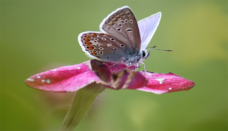 Papillon © Isabelle Frazier / Open