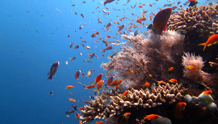 Récifs coralliens © Aymeric Bein / OFB