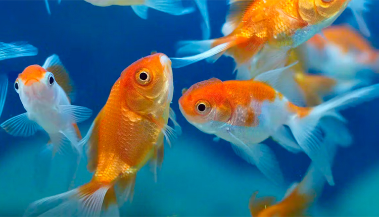 Le poisson rouge est l'une des nombreuses espèces de poissons d'eau douce introduites par les humains dans les milieux naturels, bouleversant durablement leur aire de répartition naturelle. © Watts / Flickr / Creative Commons, CC BY-NC-ND