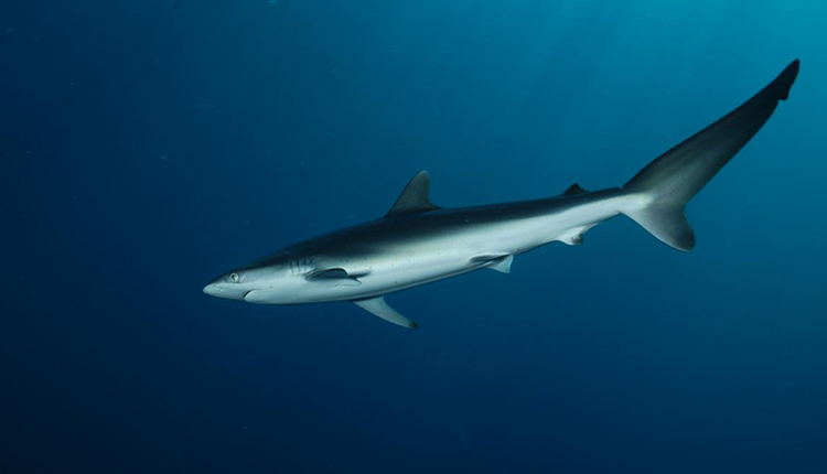 Requin soyeux Carcharhinus falciformis © Marc Taquet / Ifremer