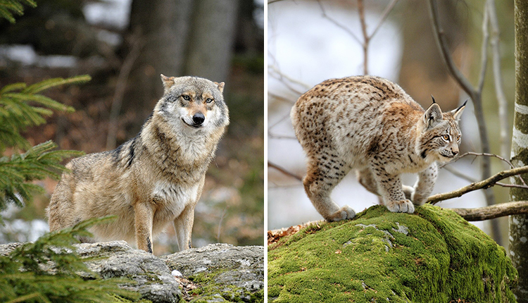 Loup Canis lupus et Lynx Lynx lynx © R. Clerc