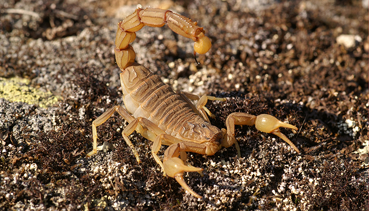 Scorpion languedocien Buthus occitanus © Jean-Christophe de Massary