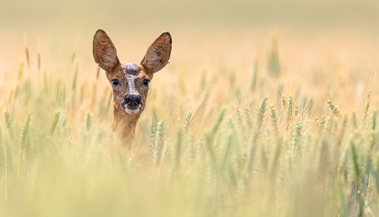 Une chevrette pose dans les blés © FA : Spot Nature
