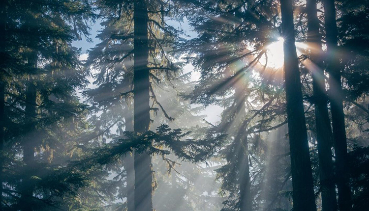 Rayons de soleil dans les arbres © Earth Day, 2021