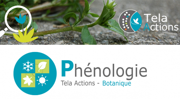 Tela Actions 4e mini-module de cours Phénologie des plantes © Tela botanica
