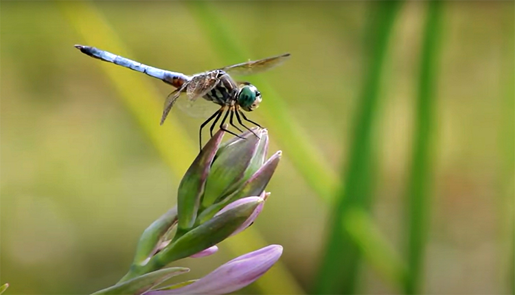 Les bioindicateurs Zones humides : les libellules © Opie