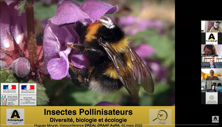 Insectes pollinisateurs : diversité, biologie et écologie (1/2) © Arthropologia
