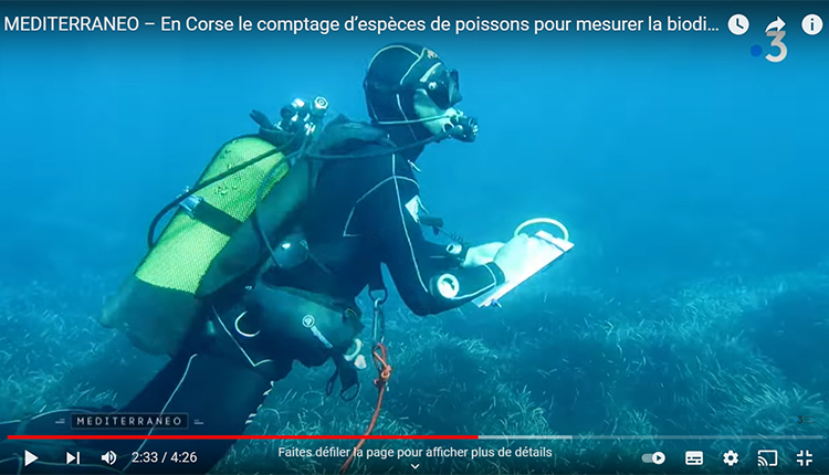 MEDITERRANEO – En Corse le comptage d’espèces de poissons pour mesurer la biodiversité © France 3 DR